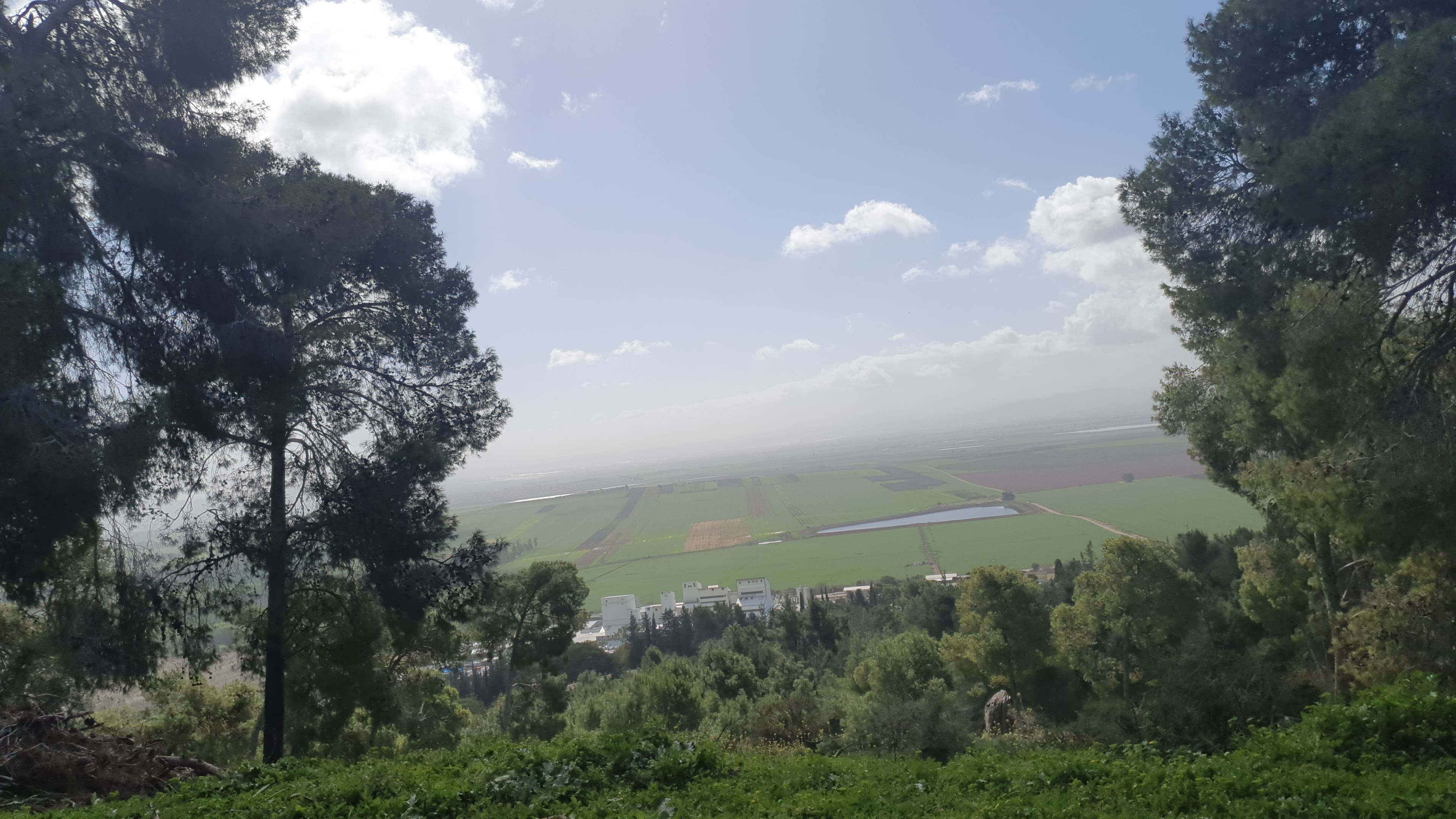 View of the Jezreel Valley fields through the pine trees